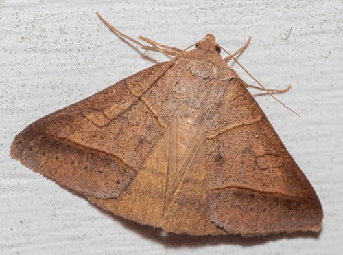 Texas Mocis Moth