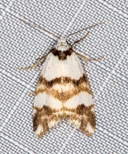 White-collared Footman