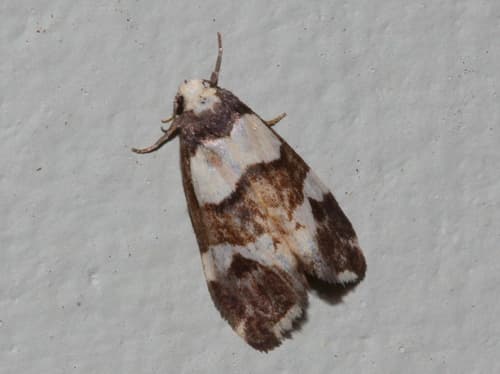 Thallarcha phalarota