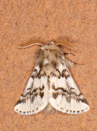 Herculean Processionary Moth