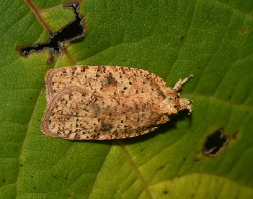 Thelma's Agonopterix Moth