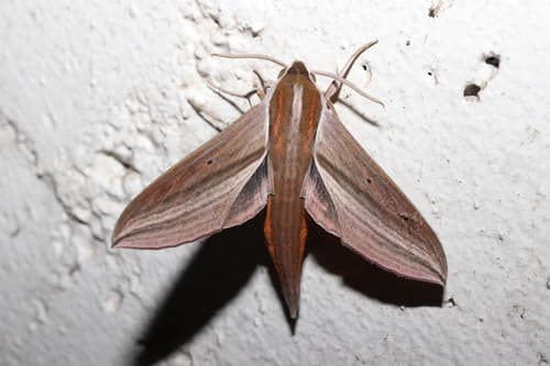 Japanese Hawkmoth