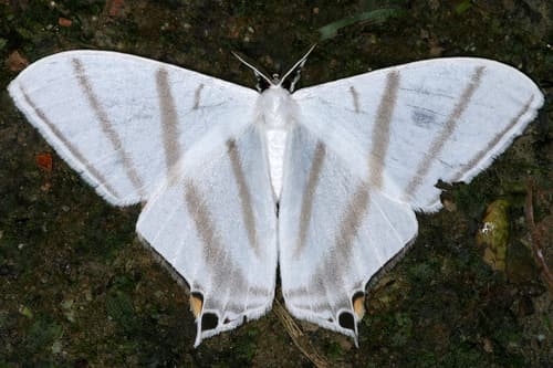 Therinia transversaria
