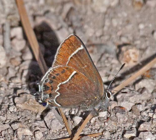 Thicket Hairstreak