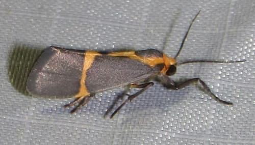 Thin-banded Lichen Moth