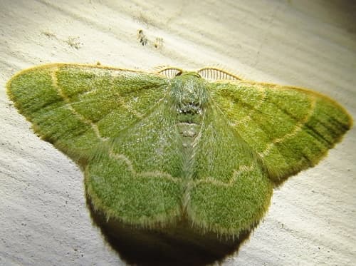 Thin-lined Emerald