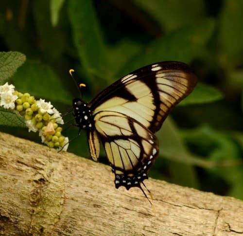 Thin-tailed Kite-Swallowtail
