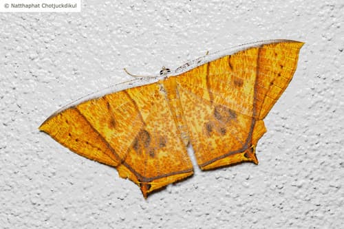 Thinopteryx crocoptera