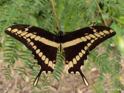 Thoas Swallowtail