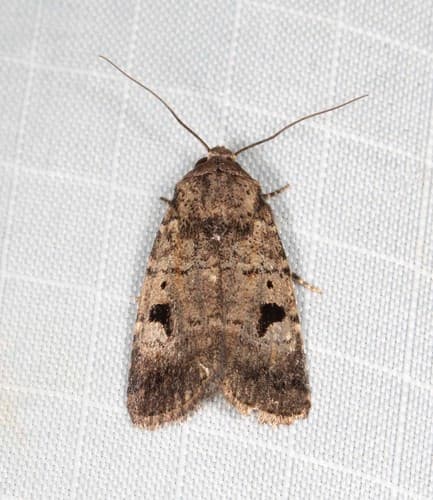 Thoracolopha verecunda