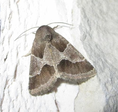 Thoreau's Flower Moth