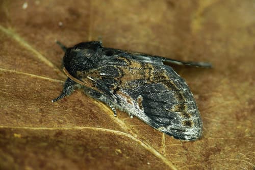 Three-humped Prominent