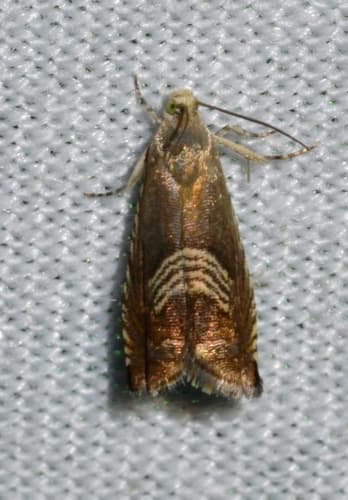 Three-lined Grapholita Moth