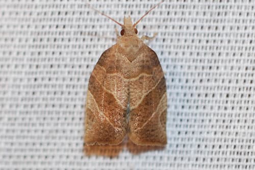 Three-lined Leafroller Moth
