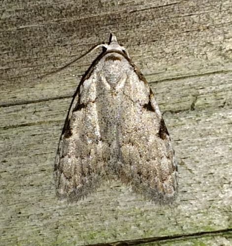 Three-spotted Nola Moth