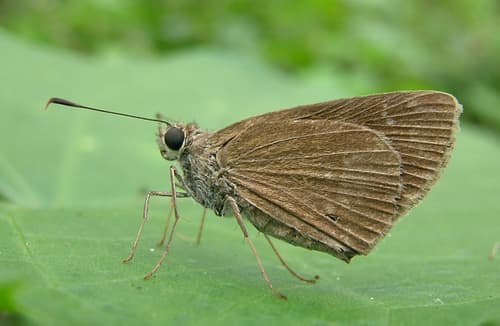 Three-spotted Skipper