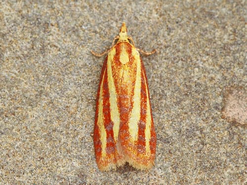 Three-streaked Sparganothis Moth