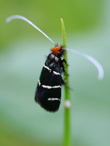 Three-striped Longhorn