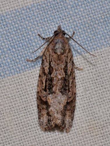 Thrincophora lignigerana