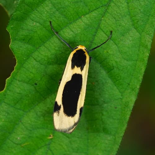 Incurved Thysanoptyx Moth