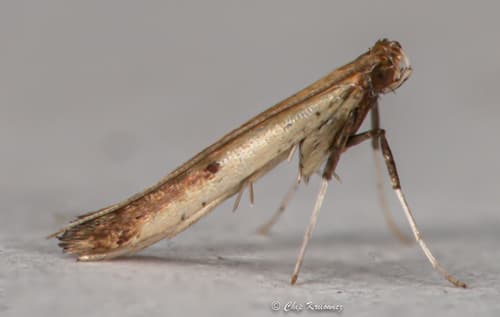 Tick-Trefoil Caloptilia Moth