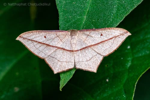 Timandra correspondens