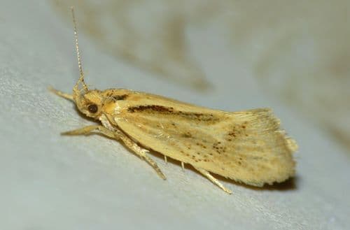 Tingena chloradelpha