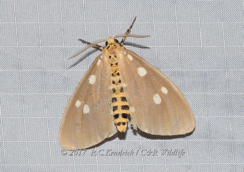 Tinolius hypsana Moth