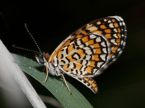 Tiny Checkerspot
