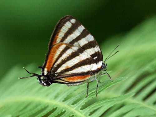 Togarna Hairstreak