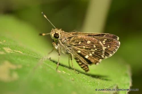 Toltec Roadside-Skipper