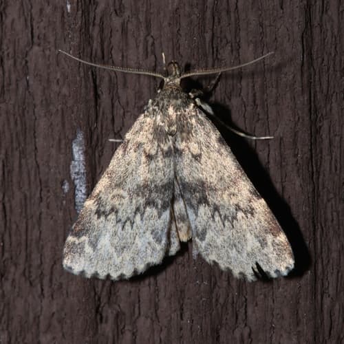 Toothed Idia Moth