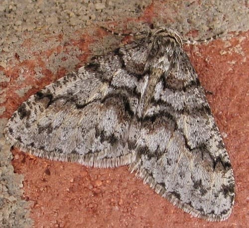 Toothed Phigalia Moth