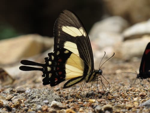 Torquatus Swallowtail