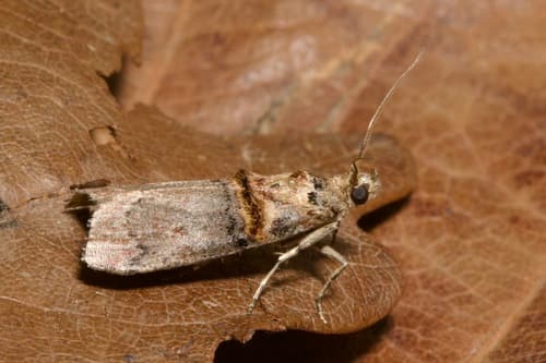 Trachonitis cristella