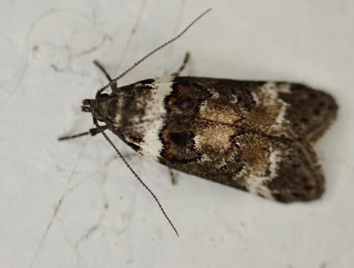 Trachypepla conspicuella