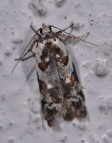 Trachypepla galaxias