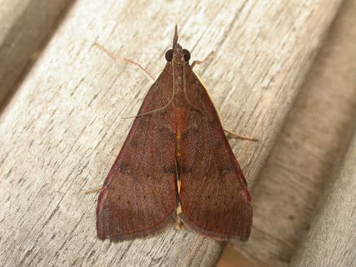 Tree Lucerne Moth