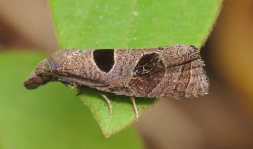 Triangle-backed Pelochrista Moth