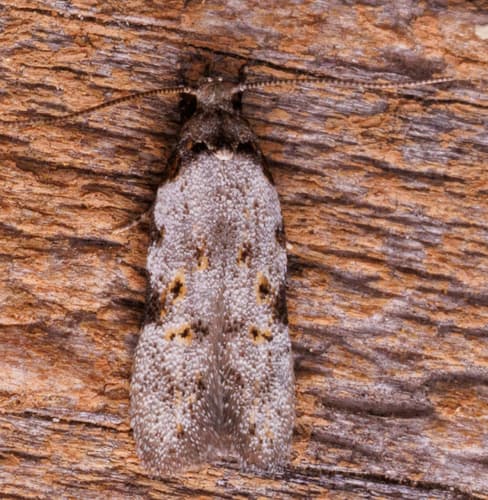 Triangle-marked Twirler Moth