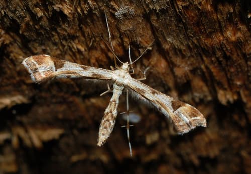 Triangle Plume Moth