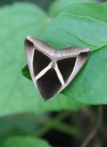 Triangular-striped moth