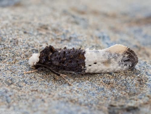 Two-parted Clothes Moth