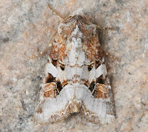 Tacoma Cutworm Moth