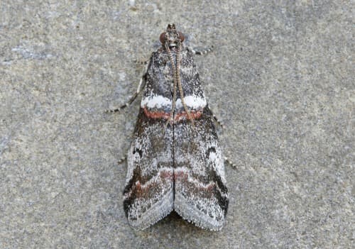 Tricolored Acrobasis Moth