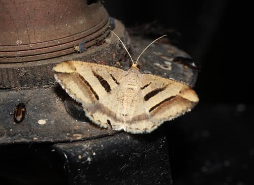 Triple-stripe Peacock