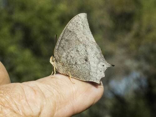 Tropical Leafwing