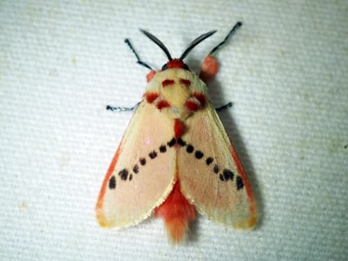 No widely recognized common name