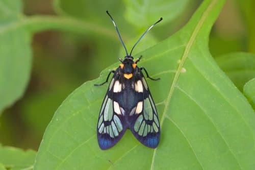 Semi-hyaline Tiger Moth