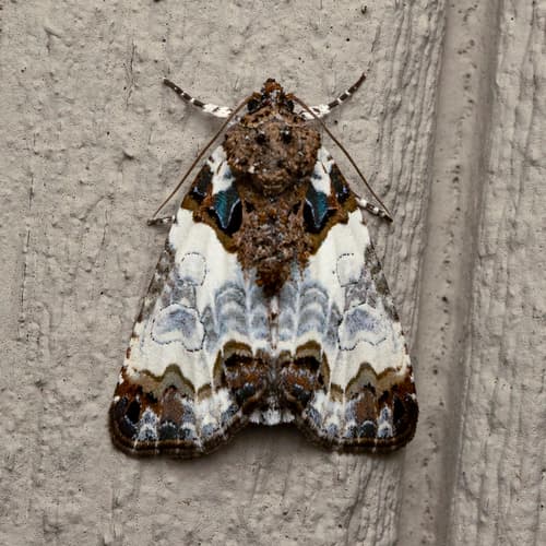 Tufted Bird-dropping Moth